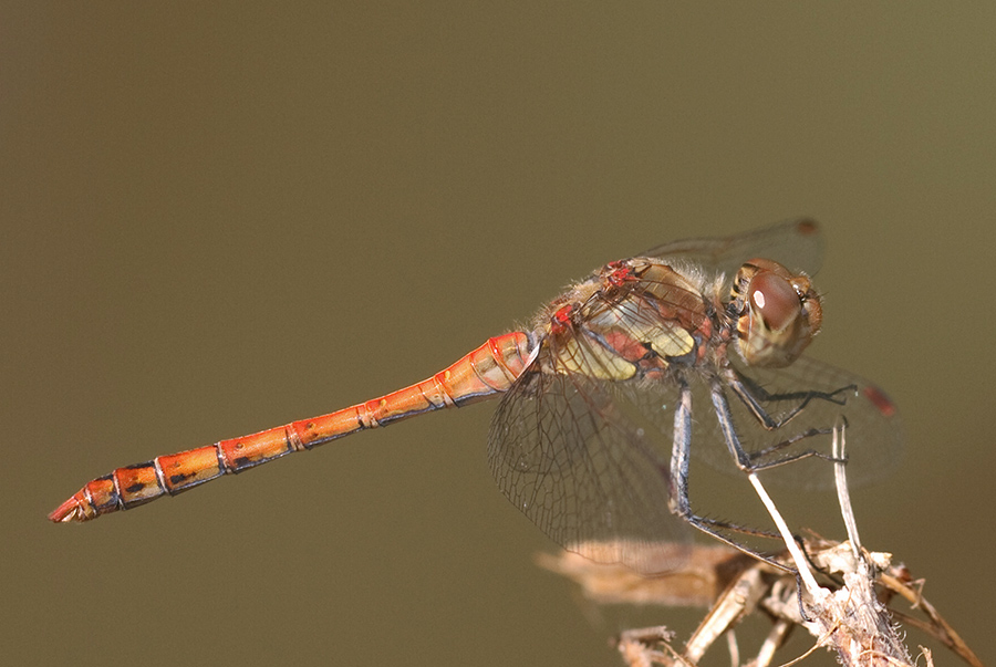 Sympetrum striolatum maschio